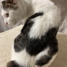 1人ぼっち、周りの猫にも虐められてました サムネイル3