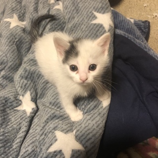 里親さん募集！