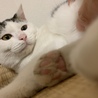 1人ぼっち、周りの猫にも虐められてました サムネイル4