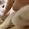 1人ぼっち、周りの猫にも虐められてました サムネイル5