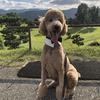 スタンダードプードルの里親募集