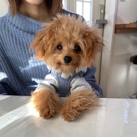 ぽぽ
