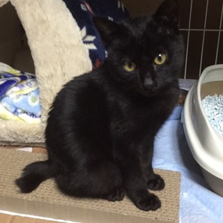 お申込あり♡甘えん坊の黒猫ミントちゃん