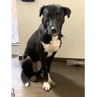 22kgの1歳の黒犬雑種の男の子！