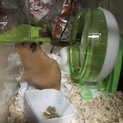 キンクマ里親募集