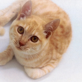 べるた君。ゴロゴロいって抱っこ大好きの甘えん坊君。