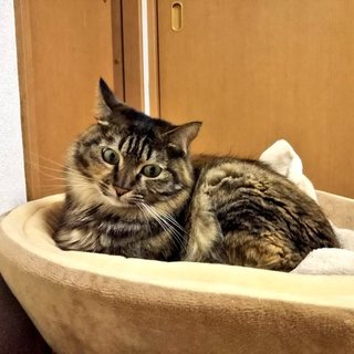 人馴れ頑張ってます‼️麗しい半長毛麦ワラ猫