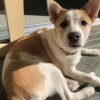 可愛い向日葵ちゃん