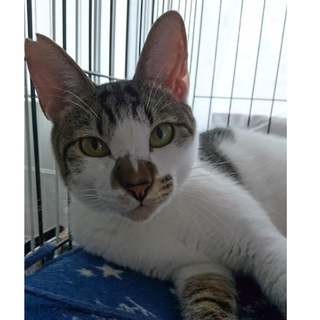 人慣れ中！！　遊び好きなチロ♂