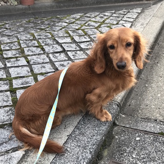 若くきれいなレッドの男の子