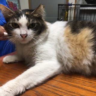 とても人懐っこい三毛猫ちゃん