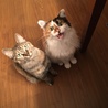 猫背な猫