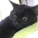 黒猫ピゴくん