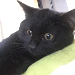 黒猫ピゴくん