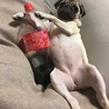 コーラ犬