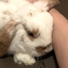 めちゃくちゃ可愛い