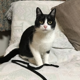 ※一旦募集停止※里親様を募集中の甘えん坊ハチワレ君