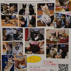 保護猫の譲渡会＆映画試写会のお知らせ　三重県名張市
