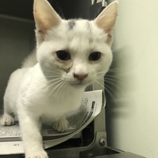 遊んでもらうのが大好き！「ショパンくん」