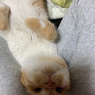 とっても人なつこいスコティッシュ風の美猫たらこ
