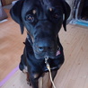 グレートデンMIX？のブラックタン女子 サムネイル2