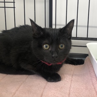 つかピカの真っ黒猫ちゃん！