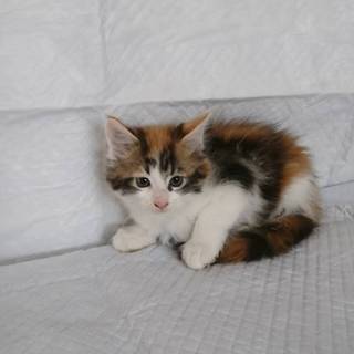 メインクーンの女の子の里親募集です