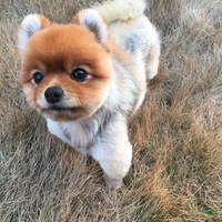 あめ