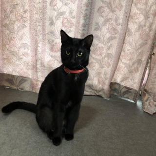 人懐っこいクマちゃんです。