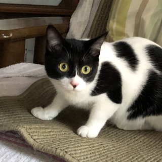 可愛い牛さん柄のカメちゃん。