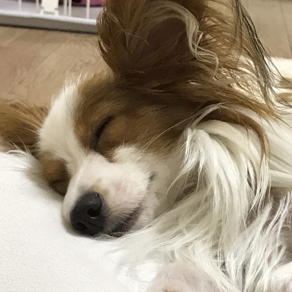 ララのカバー写真