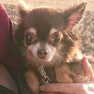 りんちゃん(仮)〜おとなしいこ〜