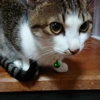 食いしん坊な男の子