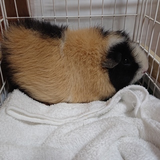 ななみちゃん(仮)〜おとなしいこ〜