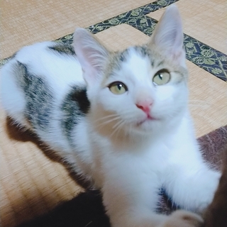 5ヶ月程の甘えん坊な男の子