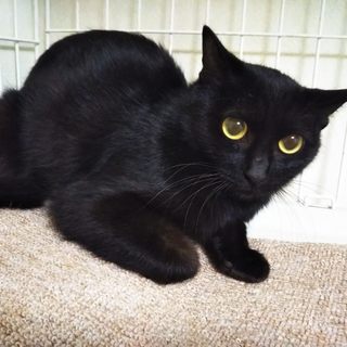 お目目くりくりみどりちゃん