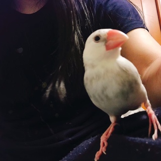 1歳の文鳥