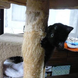 おちゃめなちょつとふあふあ黒ちゃん