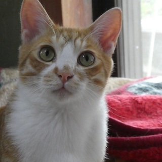 茶トラ白の男の子 トライアル決定！