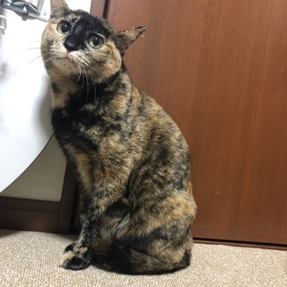 ほんとは甘えたいサビ猫さん!!