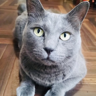 【1匹・高齢者OK】人好き穏やかモッチリ男子チャボ