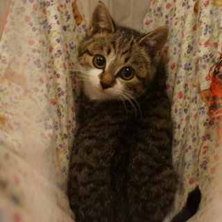 激かわリコちゃん、姉妹一緒に！医療・しつけ済