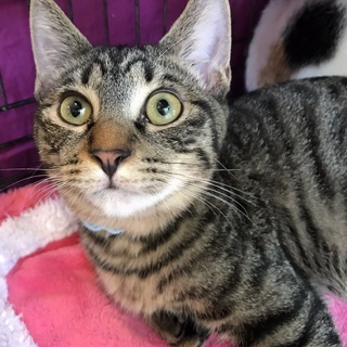 ちょっとひょうきんなキジトラの男のコ