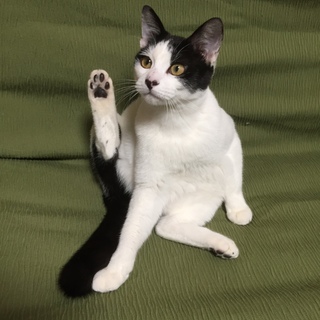 甘えん坊の男の子です！とても人懐こいコです！！