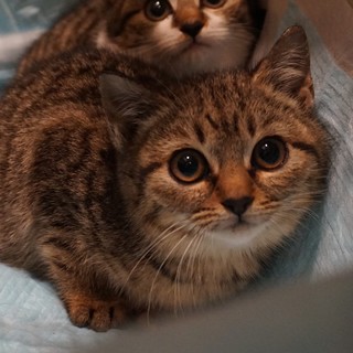 激かわルルちゃん、姉妹一緒に！医療・しつけ済