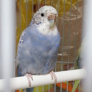 セキセイインコ♀