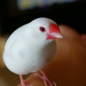 白文鳥　里親募集中