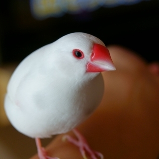 白文鳥　里親募集中