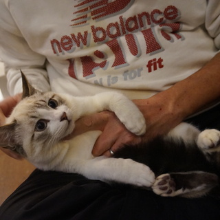 奄美のクラマくん、兄妹一緒に！医療・しつけ済