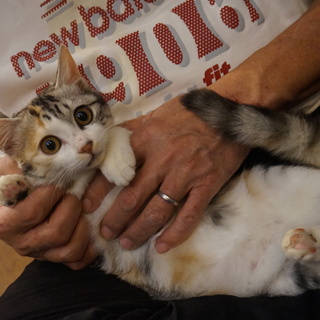 奄美のミクラちゃん、兄妹一緒に！医療・しつけ済